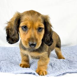 Wavy - Red female Dachshund puppy in Sacramento, California from MiniDoxPups