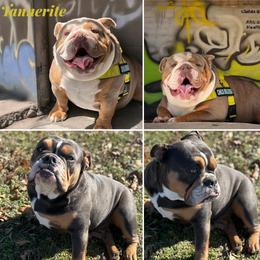 Bulldog puppies from Bre's Bulldogs