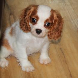 Shenandoah - Blenheim female Cavalier King Charles Spaniel puppy in Leonard, Texas from Rising Star Kennels