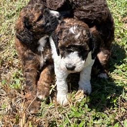 Poodle puppies from Empire Poodles