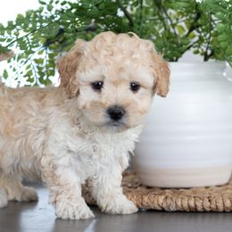 Maltipoo, Shichon, and Shihpoo Puppies from Timbercreek Puppies