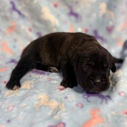 Yellow Collar - Black brindle female Cane Corso puppy in Paris, Texas from Knucklehead Cane Corso