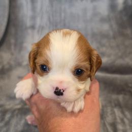 Hunter - Blenheim male Cavalier King Charles Spaniel puppy in Romeoville, Illinois from KonopkaKennelsLLC