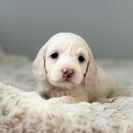 Sage - Brown and white female Cockapoo puppy in Morehead, Kentucky from Critter Springs Farm