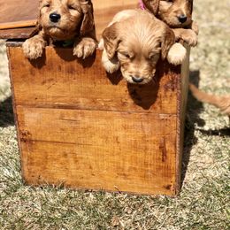 Goldendoodle Puppies from Amberdoodles