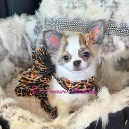 Belle-a - Chocolate brindled fawn female Chihuahua puppy in Anderson, South Carolina from Lil Treasures Chihuahuas