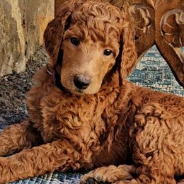 Poodle and Shih Tzu Puppies from Paws Of Beauty