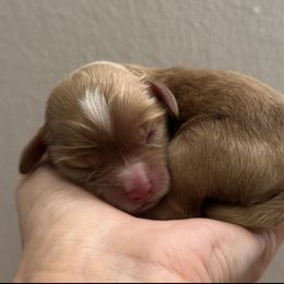 Sunny - Golden male Cockapoo puppy in Ville Platte, Louisiana from E&B
