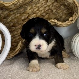 Girl 2 - Tri-color female Bernedoodle puppy in Russiaville, Indiana from Pleasant Creek Minibernedoodles