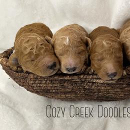 Goldendoodle Puppies from Cozy Creek Doodles