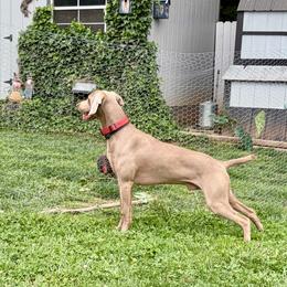 Scout - Weimaraner