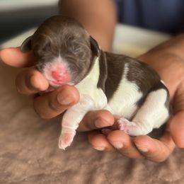 Blue Collar Boy - Chocolate male Australian Labradoodle puppy in Hagerstown, Maryland from Westfields Labradoodles