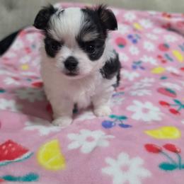 Winston - Black and white male Chihuahua puppy in Brooksville, Florida from Daystars Chihuahuas