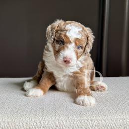 Basalt - Chocolate merle male Bernedoodle puppy in Tulsa, Oklahoma from The Poodle Co. Raising Doodles & Poodles