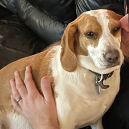 Beagles and Poodles from Rachel's Pups
