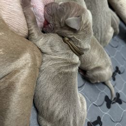 Sweet Potato - Silver male Great Dane puppy in Temple, Texas from Splashed To Perfection Farms