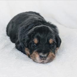 Green - Black tri-color male Australian Shepherd puppy in Yakima, Washington from Naches Heights Ranch