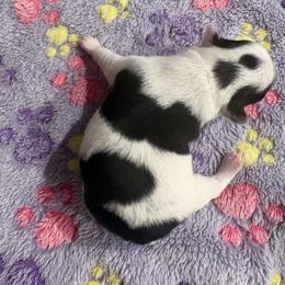 Cal - Black and white male Chihuahua puppy in Louisa, Virginia from Keljim's Chihuahuas