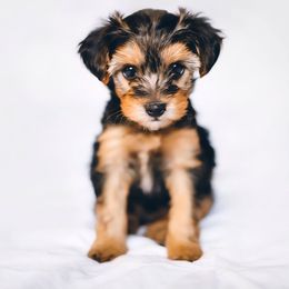 Yorkshire Terrier puppies from J Designer Puppies