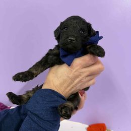Blue Boy - Phantom male Poodle puppy in Edgerton, Wisconsin from ERSA Acres Golden Retrievers...limited registration only offered, AKC Moyen and Miniature Poodles