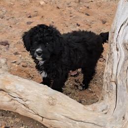 Anasazi - Black and white male Cavapoo puppy in Las Cruces, New Mexico from Moongate Cavaliers