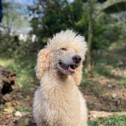 Poodles from Poodle Empire