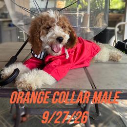 Orange Collar Male - aka Orange Beach, Alabama - Parti male Goldendoodle puppy in Eunice, Louisiana from Maison De Pawz