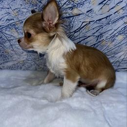 7413 chocolate sable male - Chocolate sabled fawn male Chihuahua puppy in Palmyra, Indiana from Country Star Chihuahuas