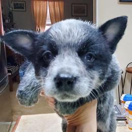Full mask True Blue - Blue speckled female Australian Cattle Dog puppy in Lenoir, North Carolina from Blue Coyote Ranch