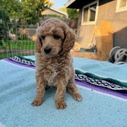 Poodle Puppies from Jewells Poodles
