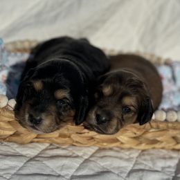 Dachshund Puppies from Victoria’s Dachshunds
