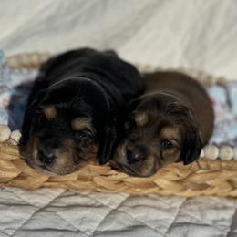 Dachshund Puppies from Victoria’s Dachshunds