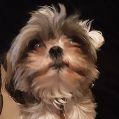 Shorkies from Ruff Rush