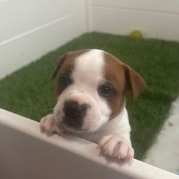 Patches - White and red female Staffordshire Bull Terrier puppy in Port Saint Lucie, Florida from Southern Staffies