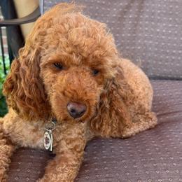 Lacy - Poodle