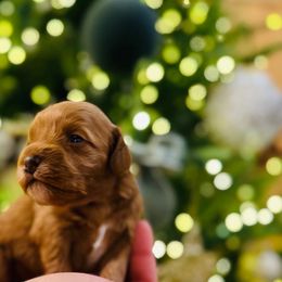 Girl 1 - Apricot female Goldendoodle puppy in Midland, Texas from Doodlealltheway