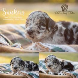 Snickers - Blue merle male Aussiedoodle puppy in Roebuck, South Carolina from Dani's Dandy Doodles