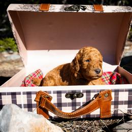 Brink - Red  male Poodle puppy in Spring Branch, Texas from Mezzo Poodles