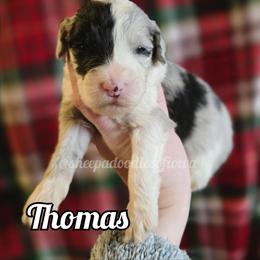 Thomas - Merle male Sheepadoodle puppy in Iowa Falls, Iowa from Sheepadoodles of Iowa