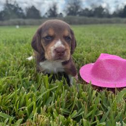 Girl 4 - Red and white female Beagle puppy in Dime Box, Texas from Kuehlers Kavaliers