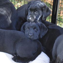 Labrador Retriever Puppies from Stonehouse Labradors