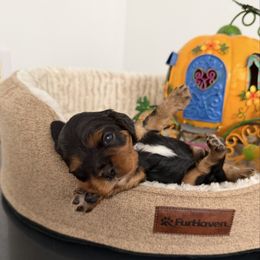 Willow - Black and tan female Cavalier King Charles Spaniel puppy in Avoca, New York from Palladino’s Cavaliers of Upstate NY