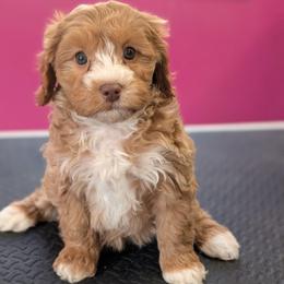 Angel - Red female Cavapoo puppy in Coshocton, Ohio from Forever Family Puppies