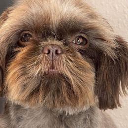 JoJo - Shih Tzu