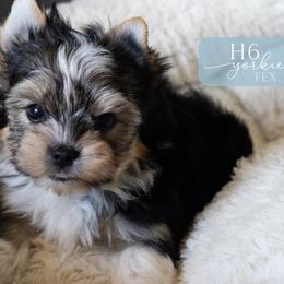 Tex - Black and tan male Yorkshire Terrier puppy in Austin, Texas from H6 Yorkies