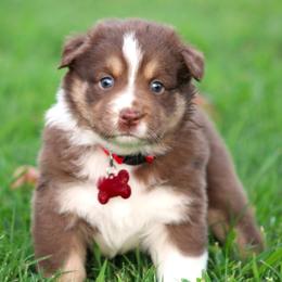 Ellie - Red tri-color female Australian Shepherd puppy in Cookeville, Tennessee from Spring Creek Aussies
