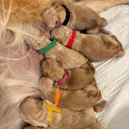 Miss Red - Golden female Golden Retriever puppy in Havana, Florida from Golden Gems
