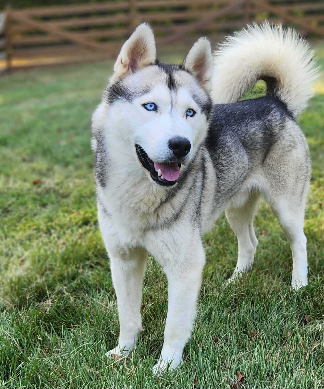 Jackfrost - Siberian Husky