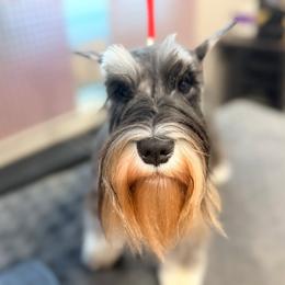 Axcium's Original Diva - Salt and pepper female Miniature Schnauzer puppy in Atlanta, Georgia from Axcium Miniature Schnauzers