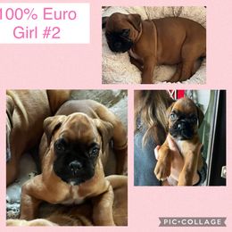 Girl 2 - Fawn female Boxer puppy in Canton, Texas from Branton Farms (Mini Schnauzers, Boxers and Mini Aussies)